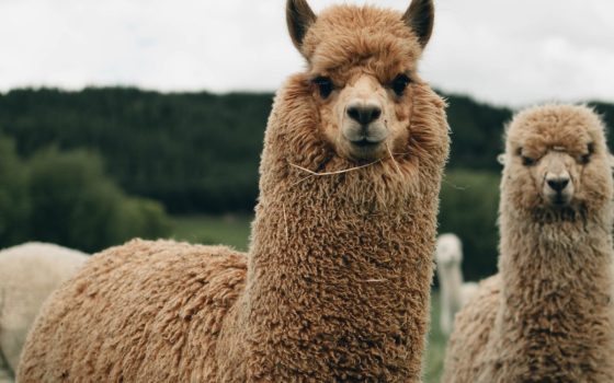 Con LLaMa e Alpaca si può usare un chatbot come ChatGPT in locale, senza più dipendere dal cloud