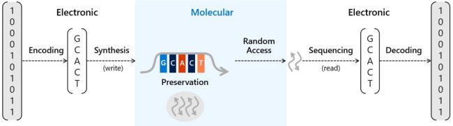Filamenti di DNA per leggere e scrivere dati: ampliato l'alfabeto per ottenere possibilità di storage infinite