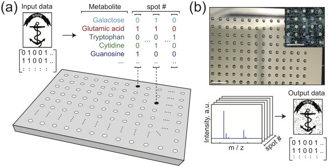 Possibile memorizzare dati anche nelle molecole alla base delle funzioni metaboliche